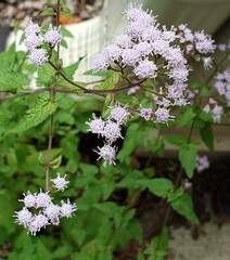 Fleischmannia incarnata