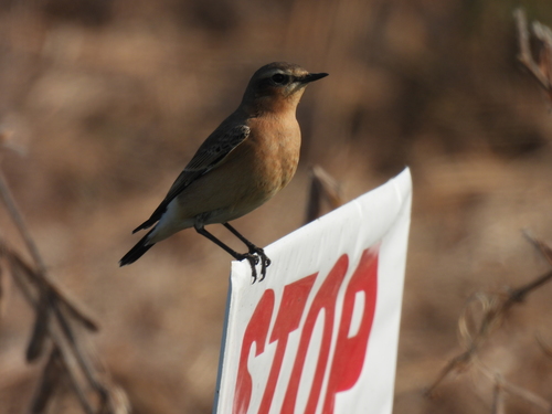 Northern Wheatear (Oenanthe oenanthe), photo 7