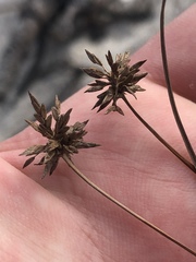 Cyperus grayi