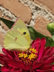Zerene cesonia cesonia