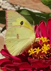 Zerene cesonia cesonia