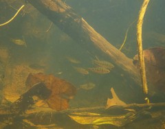 Barbodes semifasciolatus