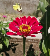 Zerene cesonia cesonia