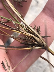 Cyperus grayi