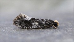 Monopis marginistrigella