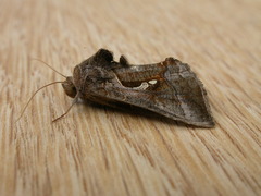 Chrysodeixis subsidens