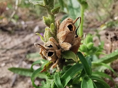 Antirrhinum majus