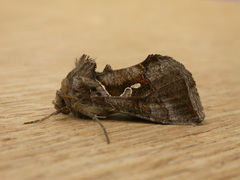 Chrysodeixis subsidens