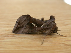 Chrysodeixis subsidens