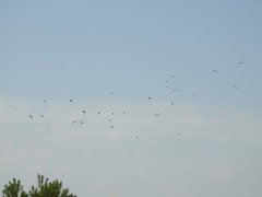 Ciconia ciconia