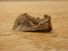 Chrysodeixis subsidens