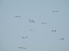 Ciconia ciconia