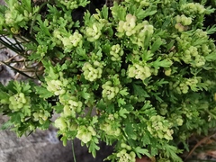 Lepidium didymum