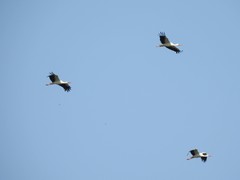 Ciconia ciconia