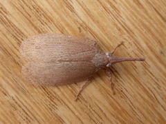 Rentinus dilatatus