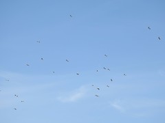 Ciconia ciconia