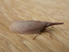 Rentinus dilatatus