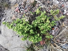 Lepidium didymum