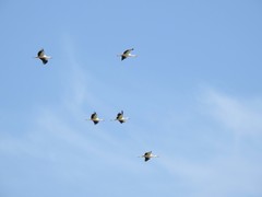 Ciconia ciconia