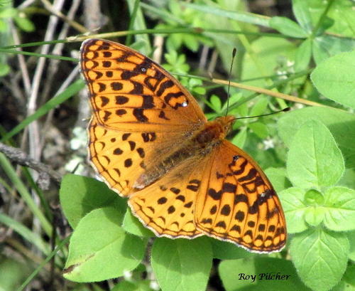 Aphrodite Fritillary