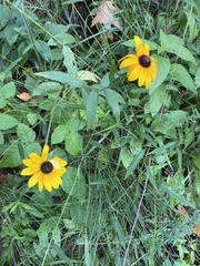 Rudbeckia hirta