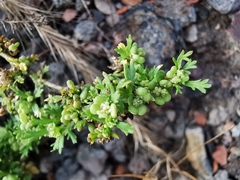 Lepidium didymum