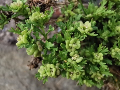 Lepidium didymum