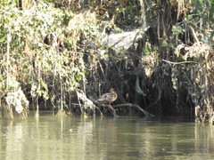 Anas platyrhynchos