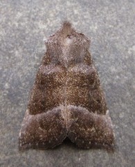 Papaipema eupatorii