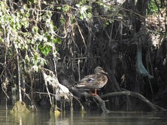 Anas platyrhynchos