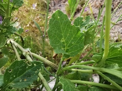 Brassicaceae