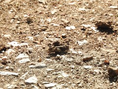 Oedipoda caerulescens
