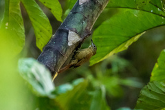 Anabacerthia striaticollis