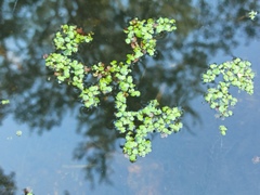 Spirodela polyrhiza