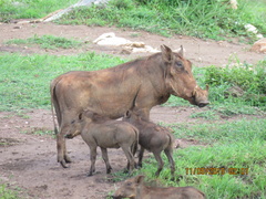 Common Warthog photo 5