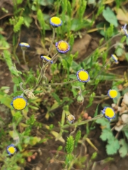 Felicia bergeriana
