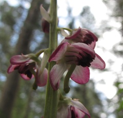 Pyrola asarifolia asarifolia