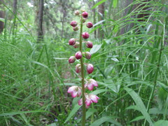 Pyrola asarifolia asarifolia