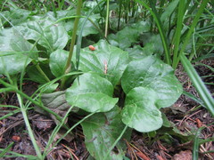 Pyrola asarifolia asarifolia