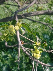 Schinus latifolia