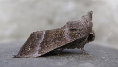 Papaipema eupatorii