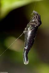 Cyclosa bifida