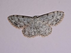 Idaea camparia
