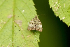 Choreutis diana