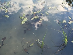 Potamogeton natans