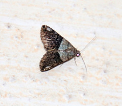 Coenipeta bibitrix