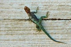 Agama kirkii