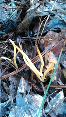 Clavaria fragilis vermicularis