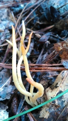 Clavaria fragilis vermicularis