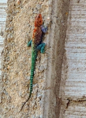 Agama kirkii